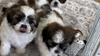 Miss Bays Shichon Puppies at 6 weeks [upl. by Apollus]