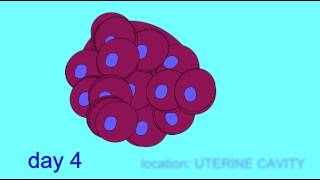 EMBRYONIC DEVELOPMENT IMPLANTATION [upl. by Gati]