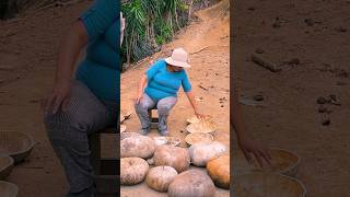 Salí a cosechar lapas o potos cerca de mi casa para hacer vajilla campesina cocina vidacampesina [upl. by Harvison]