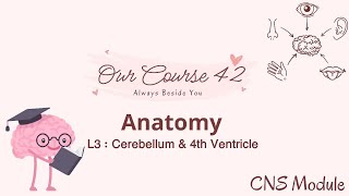 L3 Anatomy  Cerebellum amp 4th Ventricle CNS 42 [upl. by Nosloc445]