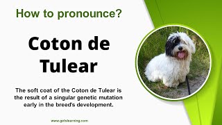 How to pronounce Coton de Tulear Correctly in English [upl. by Otxilac109]