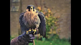 quotPeregrine Majesty Soaring with Earths Swiftest Falconquot [upl. by Mastat]