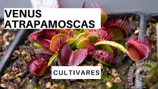 Cultivares de Venus atrapamoscas  Carnivorous Land [upl. by Adamsen897]