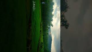 A village in Kozhikode Kerala green paddy fields background hills nature kerala village travel [upl. by Lea]