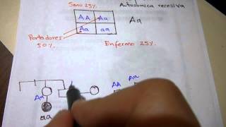 EJERCICIO 3 taller Genetica Mendeliana ii Medicina CES 2012 [upl. by Bick]