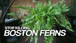 Stop Killing Your Boston Ferns Full Care Guide [upl. by Nemaj]