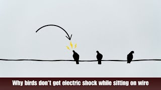 Why birds dont get electric shock while sitting on wire [upl. by Elkraps783]