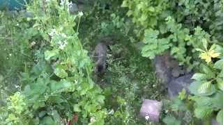 wilder Marderhund im Garten MV [upl. by Norit663]