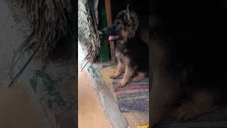 Dog food guidelines✨❤️dog food shorts trending germanshepperd tamil puppy [upl. by Albie]