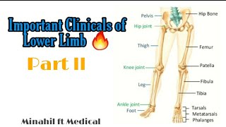 Lower Limb Clinicals  Complete Clinicals Part 2 [upl. by Sirrah]