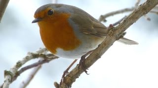 Gesang des Rotkehlchen 1 Robin Redbreast  Vogelstimmen Singvögel [upl. by Jarin]