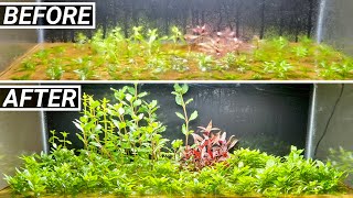 The Dry Start Method Aquarium  Incredibly Easy Results Extra Tip [upl. by Arratoon]