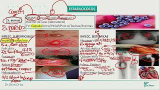 Infectología  Estafilococos estreptococos [upl. by Ahsiela]