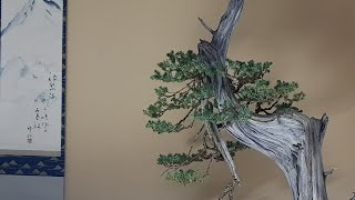 YAMADORI JUNIPERUS COMMUNIS by akinabonsai [upl. by Jonas491]