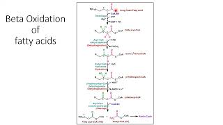 Lipids Metabolism Triglyceride FAs Cholesterol Eicosanid  Lecture 11d [upl. by Ibbob867]