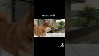 shiba dog 柴犬 犬のいる生活 愛犬 イケメン pets [upl. by Elawalo447]