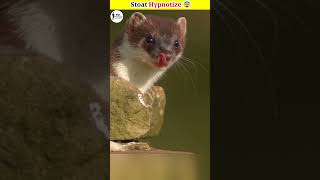 Stoat Hypnotize 😨ytshortstrendingstoathypnotizebarrierseafactsfightingrabbitbabakillnew [upl. by Bevin]