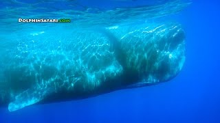 Over 60 Sperm Whales Surround Whale Watching Boat off Dana Point California [upl. by Nomad]