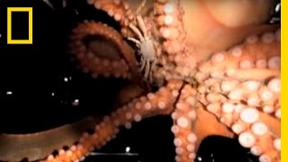 Octopus Escape  National Geographic [upl. by Bedell]