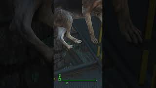 Dogmeat getting lifted by the lift in fallout 4 full vid on my channel [upl. by Neetsyrk]