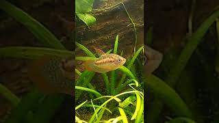 Sparkling Gourami Sound [upl. by Dhar]