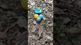 Finding colorful fish and eggs fishing fishvideo fypシ゚ ornamentalfish [upl. by Waynant220]