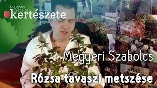 Rózsa tavaszi metszése  Megyeri Szabolcs kertészete [upl. by Lemay]