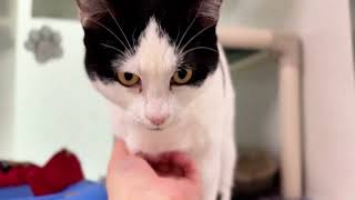 Meet Frannie Banannie a Domestic Shorthair currently available for adoption 1162024 21350 PM [upl. by Honeyman]