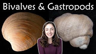 Mollusca Pt 2 Bivalves amp Gastropods Invertebrate Paleontology  GEO GIRL [upl. by Filip]