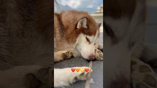 Bella❤️💛❤️doglife doglover cutedog funnydogs shortvideo viralshort trending love funnydogs [upl. by Abihsot]