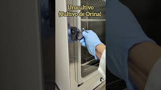 Urocultivo diagnóstico de infección de vías urinarias [upl. by La]