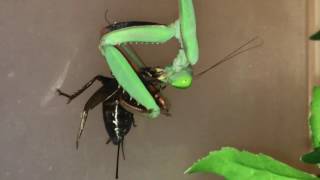 Hierodula Majuscula Giant Rainforest Mantis feeding [upl. by Philine12]