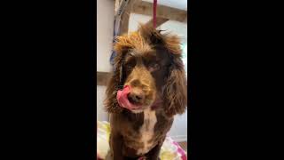 Sprocker grooming transformation  shorts youtubeshorts [upl. by Udenihc]