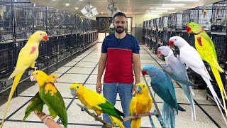 Exotic Birds Farm in Lahore  Lutino alexandrine Raw Blue Raw  Macaw Breeding Farm  Golden Conure [upl. by Haim]