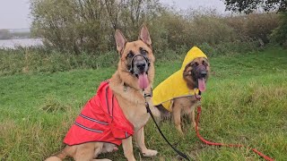 RampLs Rainy Day Adventure German Shepherds Test Out New Coats best dog germanshepherd rain [upl. by Nelsen]