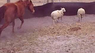 cutting herding horse with sheep cute and funny [upl. by Ignatius601]