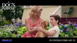 A DOGS PURPOSE  In Cinemas February 23 across the Middle East [upl. by Rech323]