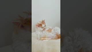 Sexy butter cat man su🧈🐱치명적인척 하는 만수 어때 고양이 cat curlycat catlover cute kitten pets funny [upl. by Atteynot333]