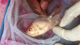 Fish External Treatment  Parasites  How to remove lice from fish [upl. by Llerral]