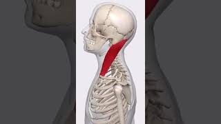 “SCM muscle 💪 tension lines “ [upl. by Maurits]