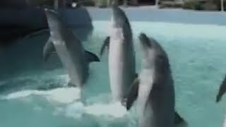 Combat dolphins and navy sea lions meet the military sea mammals [upl. by Gussi]