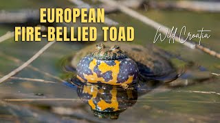 European firebellied toad Bombina bombina [upl. by Ahsait]