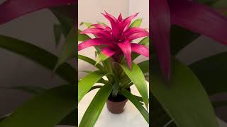 Guzmania piante pianta plants flowers flower [upl. by Fates682]