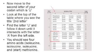 How to read a codon table [upl. by Anehsat]