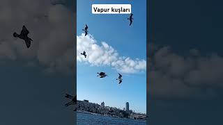 Vapur kuşları [upl. by Eboj]