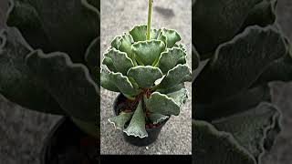 Adromischus Cristatus suculentas [upl. by Nnylf]