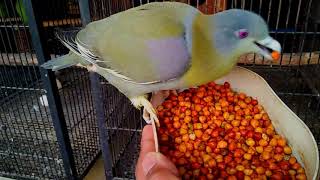 YELLOW FOOTED GREEN PIGEONS DETAILED VIDEO HERYAL [upl. by Zondra]