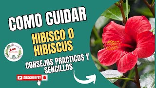 🎖️Como Cuidar tu planta【HIBISCO O HIBISCUS】🪷 Consejos y tips [upl. by Lombardy911]