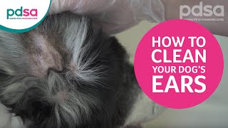 How To Clean Your Dog’s Ears And Recognise Ear Problems [upl. by Etnad]