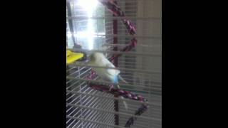 Ferby perruche qui danse et chante  Dancing budgie [upl. by Schonthal]